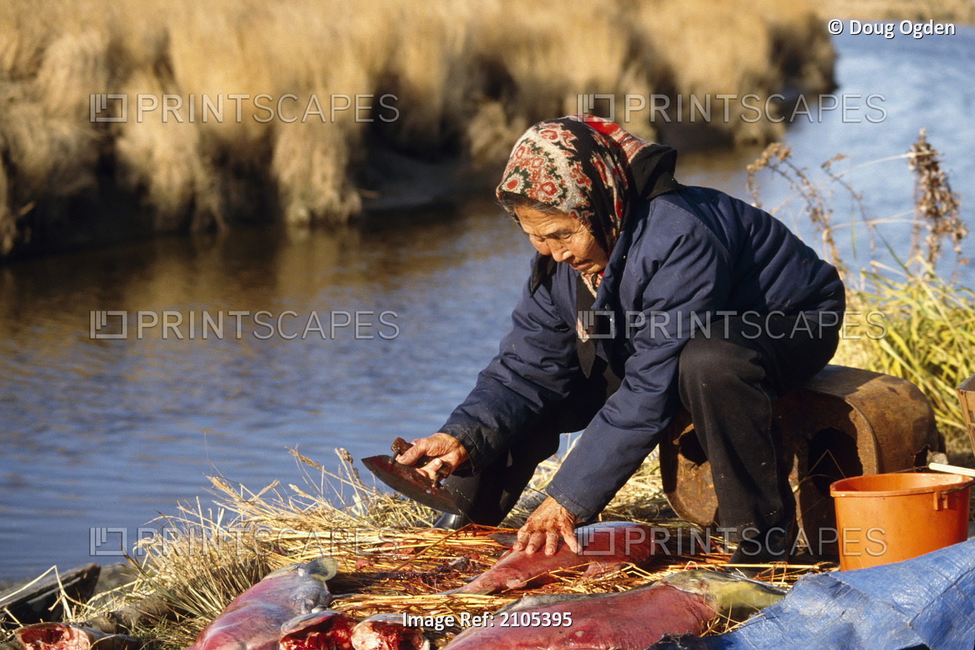 Yupik Woman Filleting Red Salmon Subsistence Togiak Ak Native Eskimo Alaska