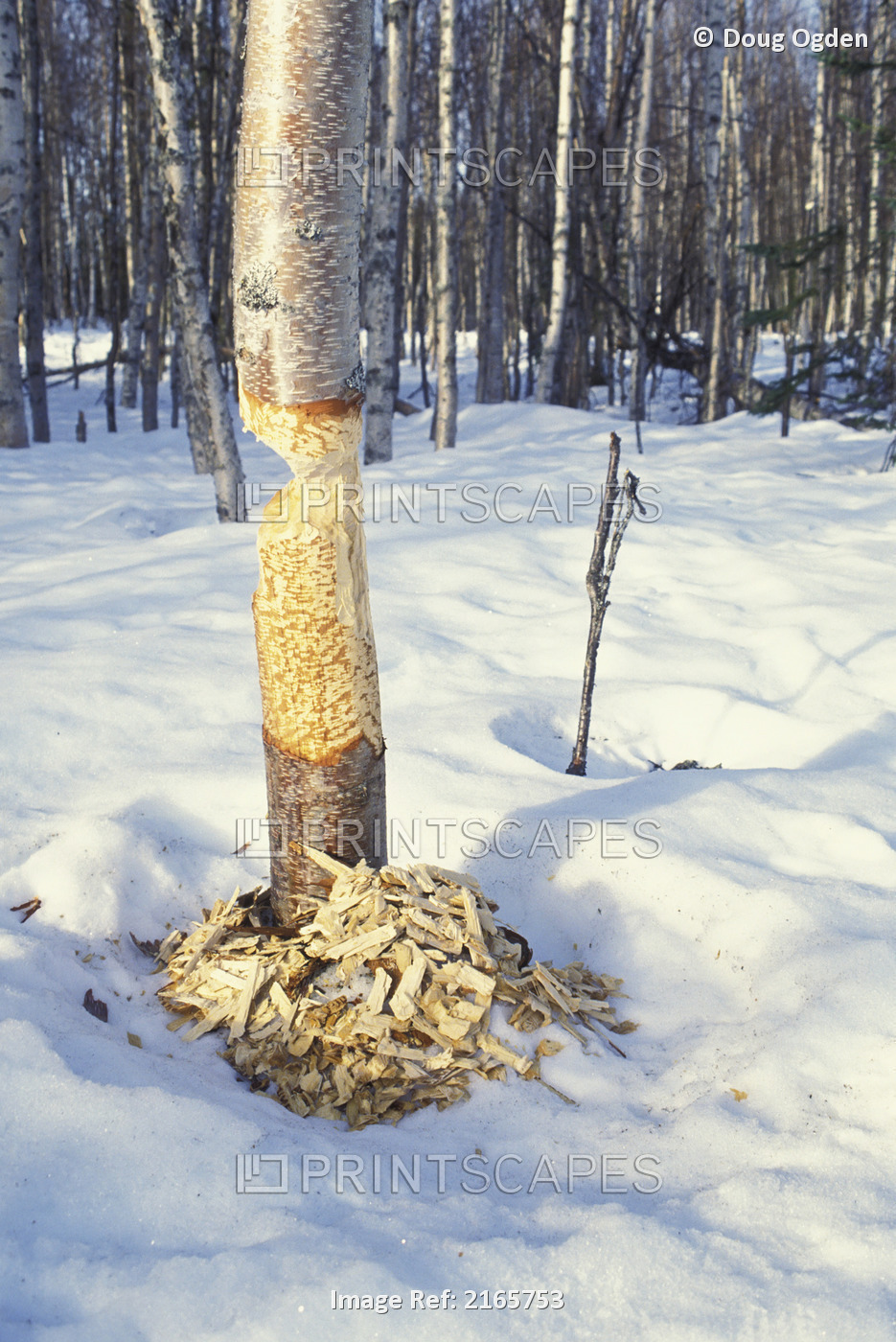 Birch Tree W/Beaver Markings Alaska Winter