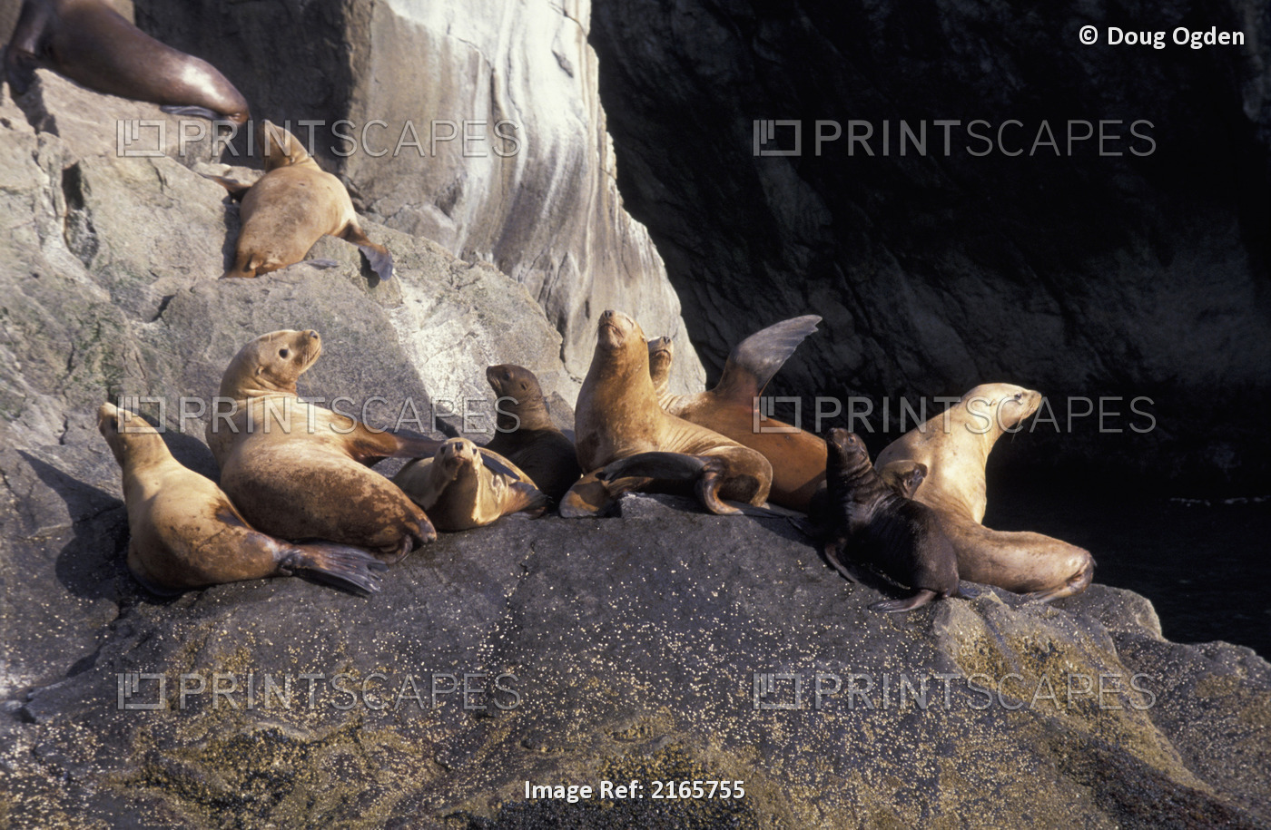 Steller Sea Lions & Pups On Rock Kenai Fjords Np Ak Kp Summer