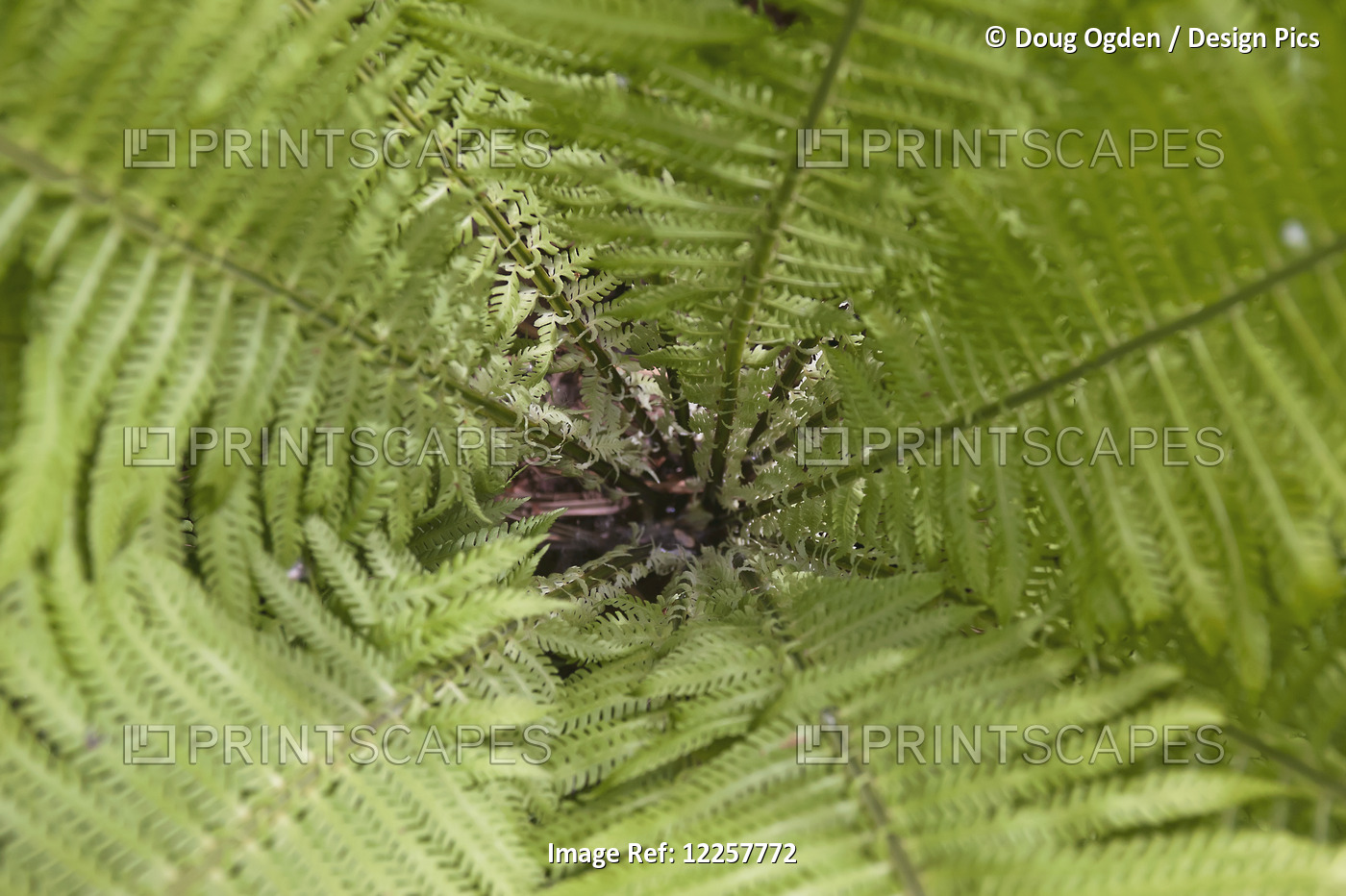 Looking Into The Soft Green Head Of A Young Fiddlehead Fern In The Summer Along ...