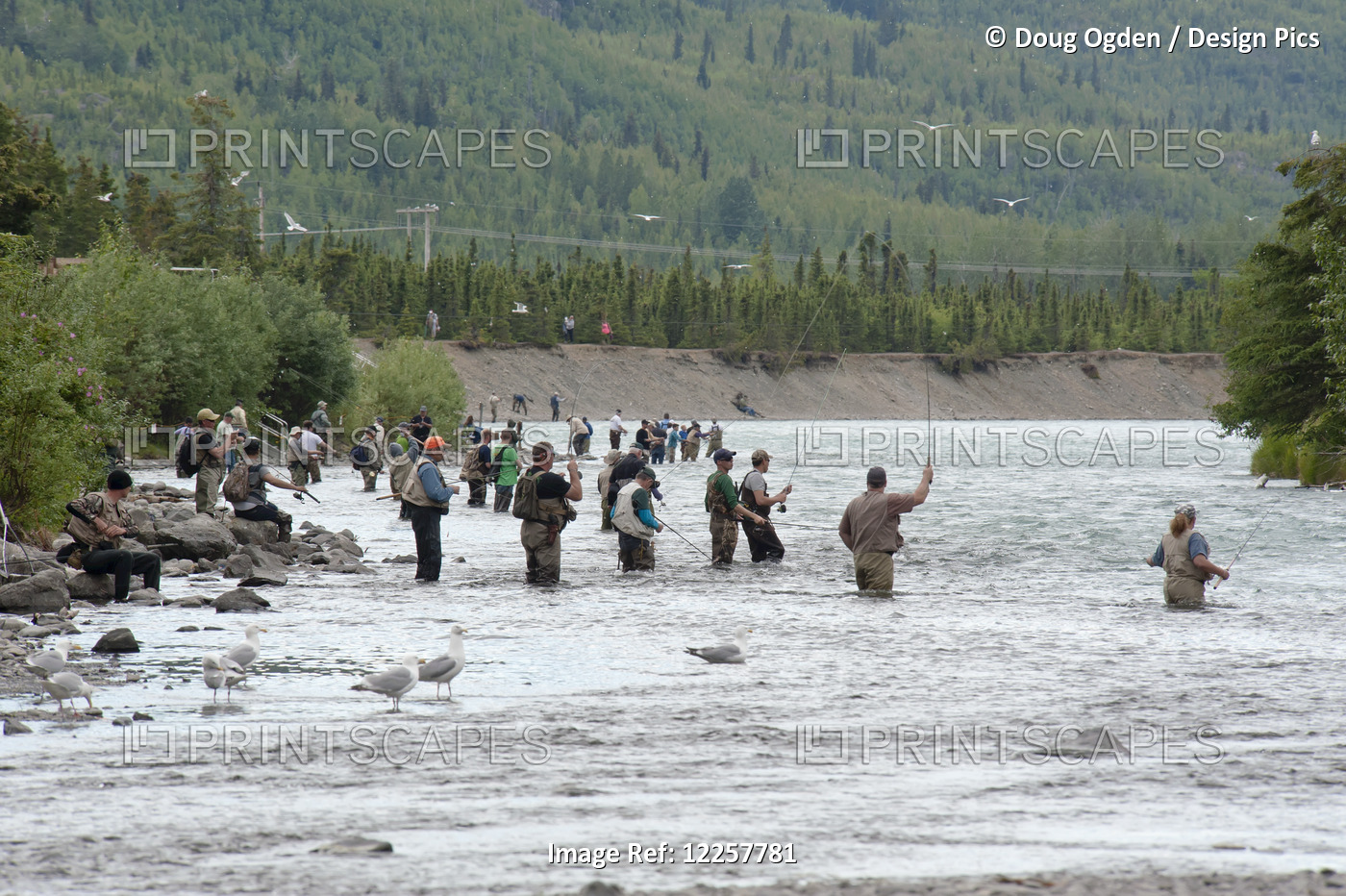 Summer Ritual Of Combat Fishing For Sockeye Salmon In The Russian River ...