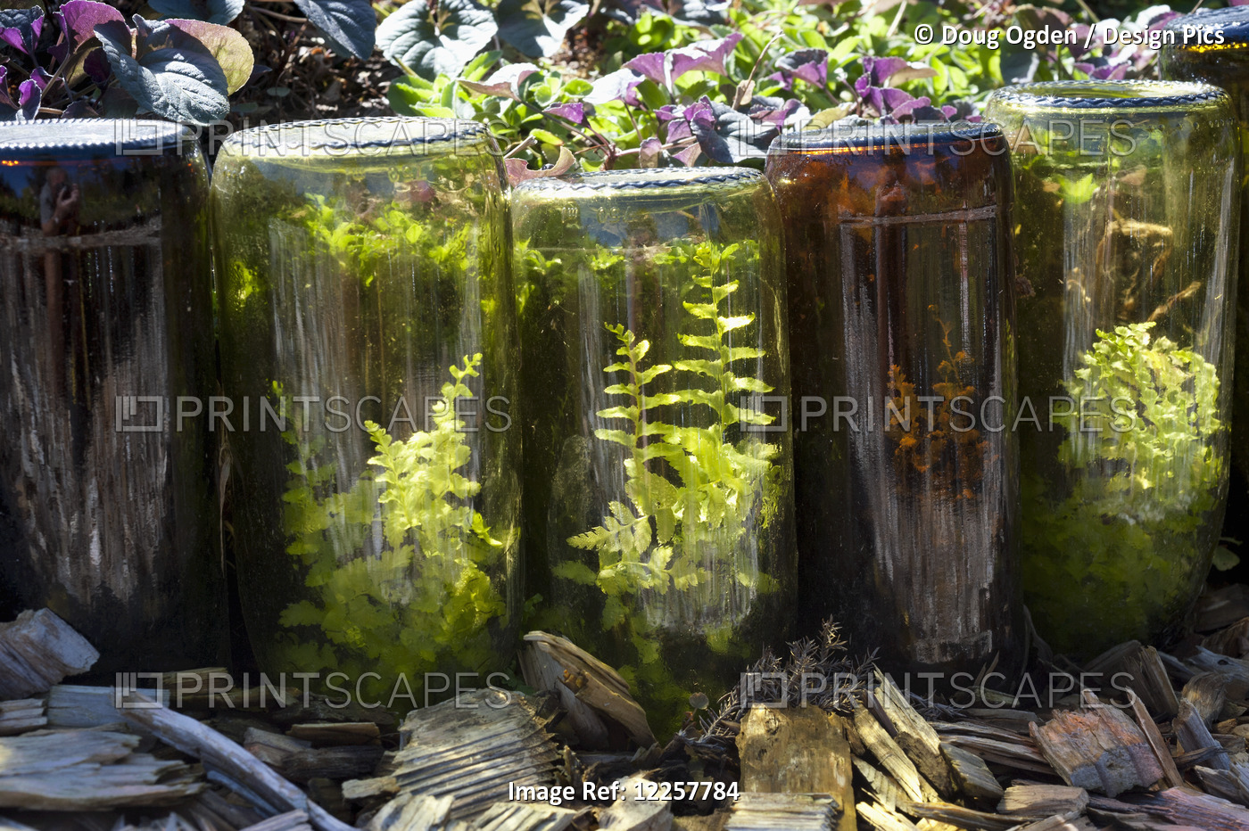 Ferns Growing In Upturned Wine Bottles Used As Edging For A Path Through A ...