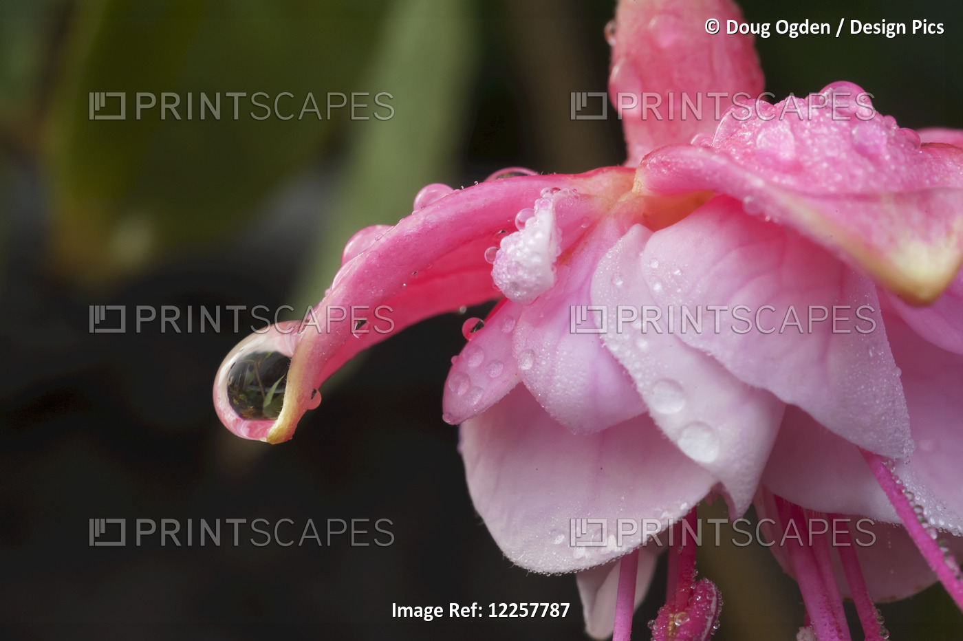 A Dew Drop At The Tip Of A Pink Fushia Flower, Olympia, Washington, USA