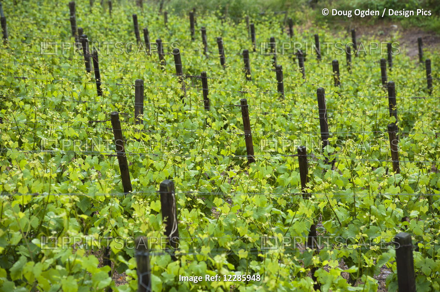 Rhine Valley Grape Vineyard In Springtime; Germany