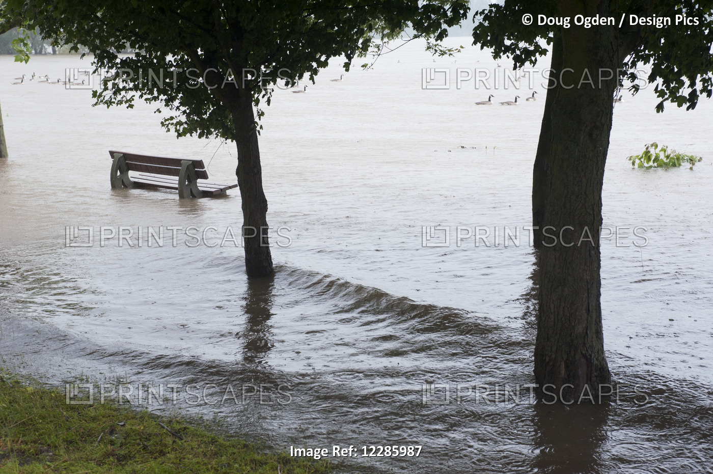 Spring Flooding Conditions On The Rhine River; Germany