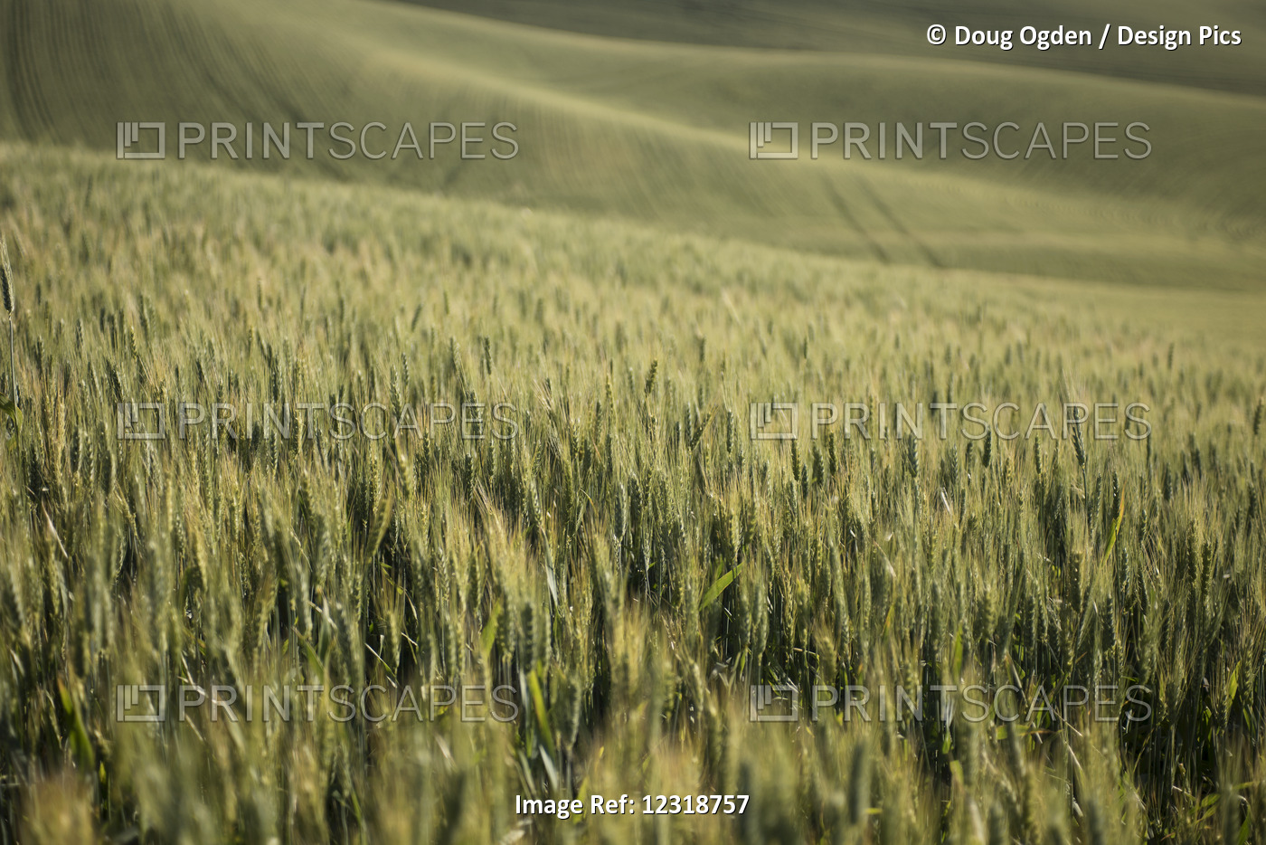 Rolling Hills Of Barley Grain Fields In The Palouse County Of Eastern ...