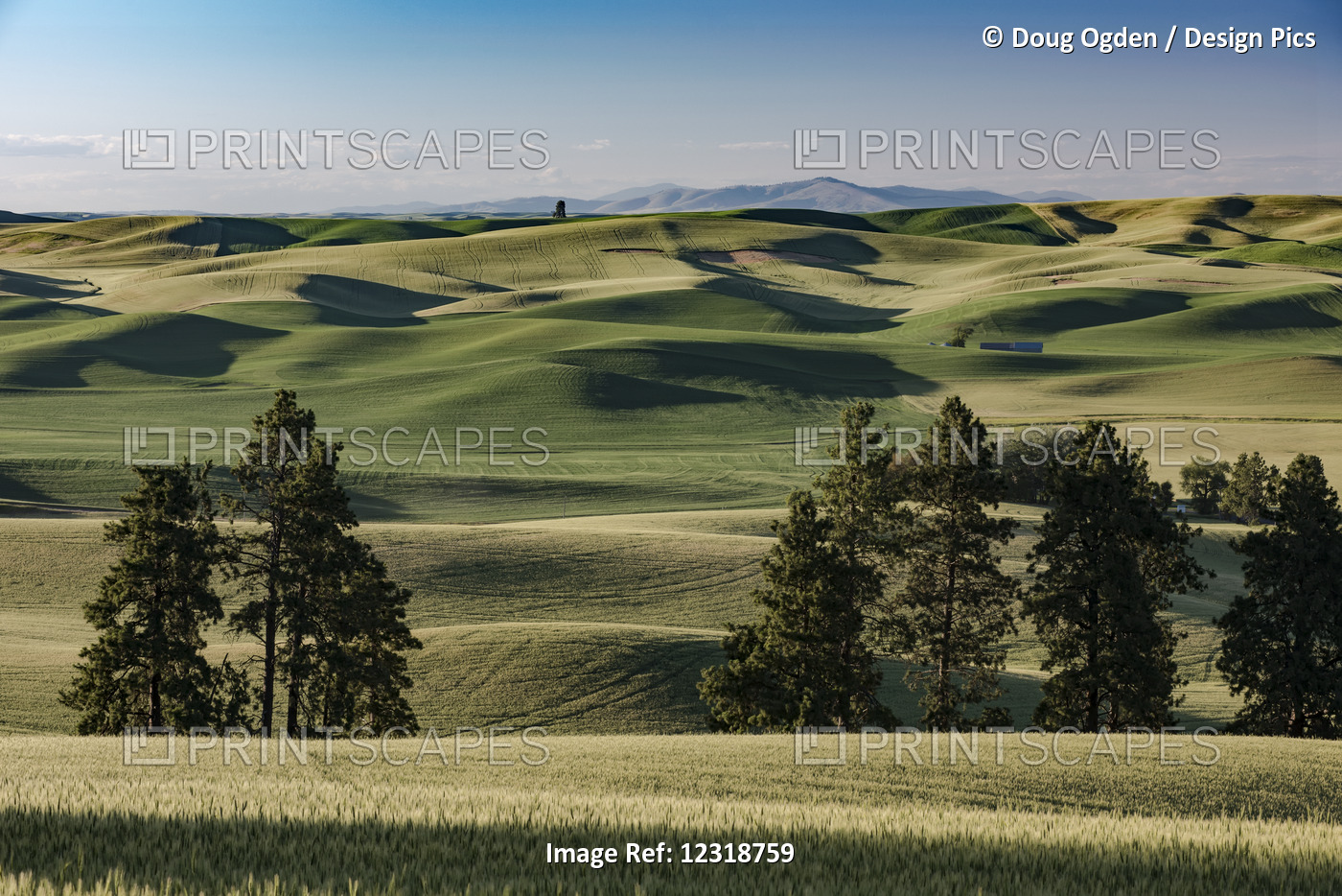 Dramatic Shadows And Rolling Hills Of Barley Grain Fields And Blue Sky In The ...