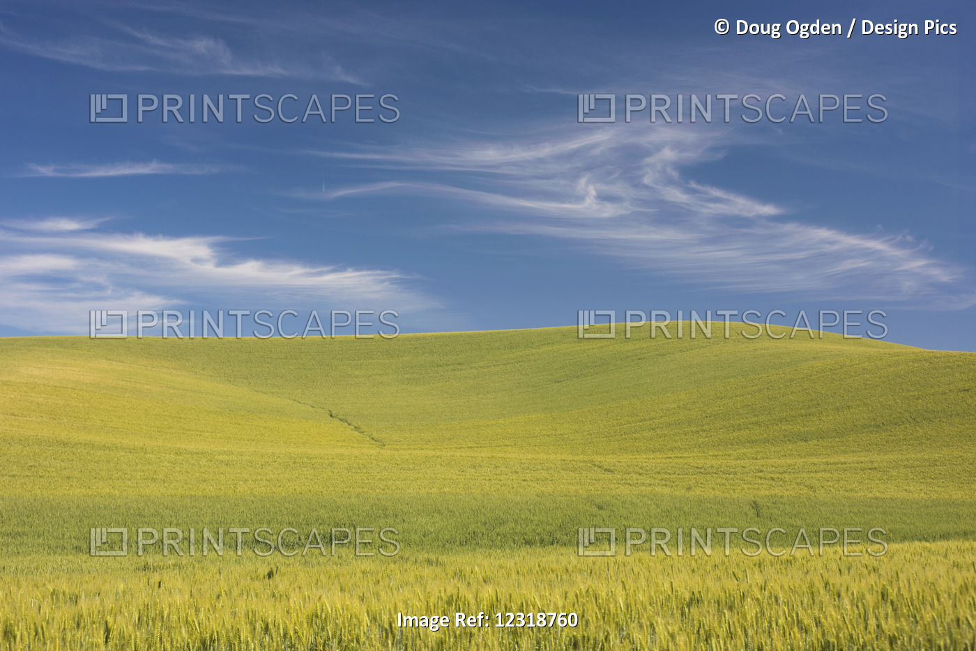 Rolling Hills Of Barley Grain Fields And Blue Sky In The Palouse County Of ...