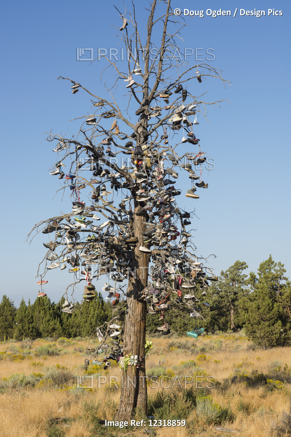 The Shoe Tree Along Highway 97, Near Bend; Oregon, United States Of America