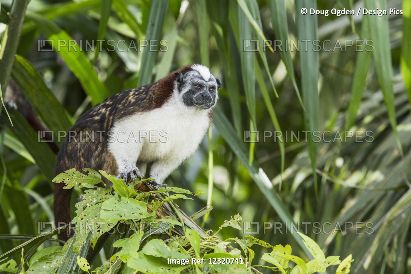 A Tamarin Monkey (Saguinus) On An Island In The Gatun Lake Part Of The Panama ...