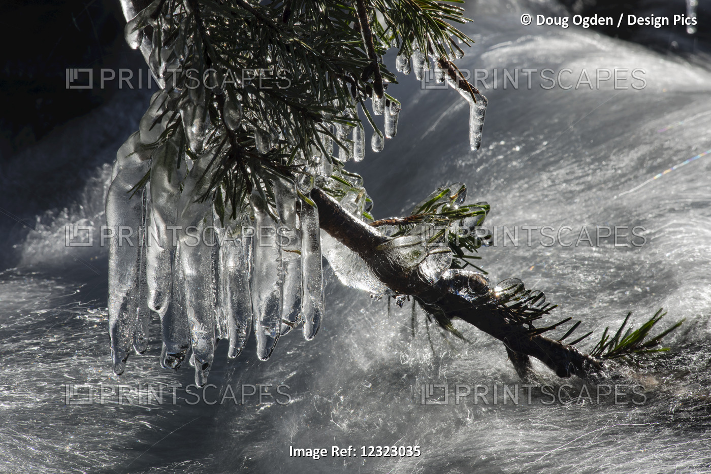Heavy Icicles Hanging From A Douglas Fir Branch Over A Fast Moving Mountain ...