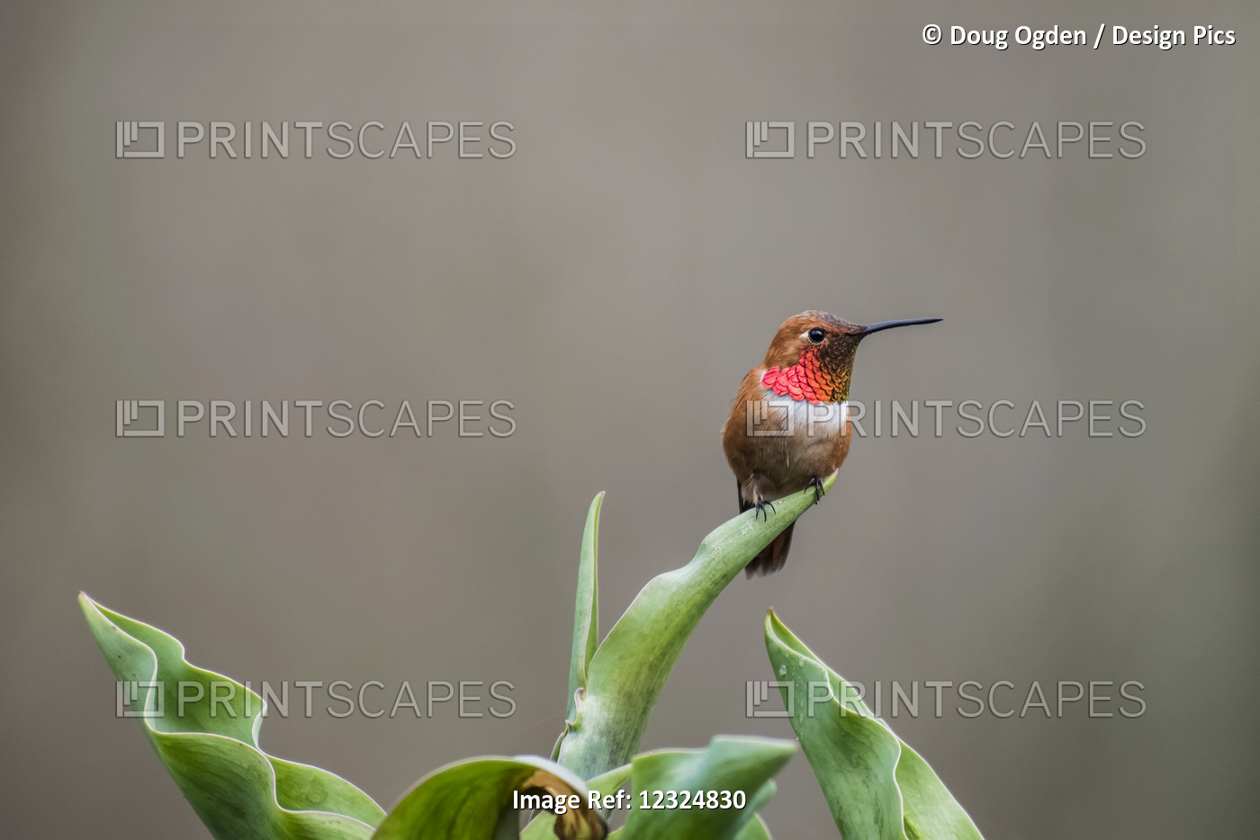 A Rufous Hummingbird (Selasphorus Rufus), Common In The Pacific Northwest, ...
