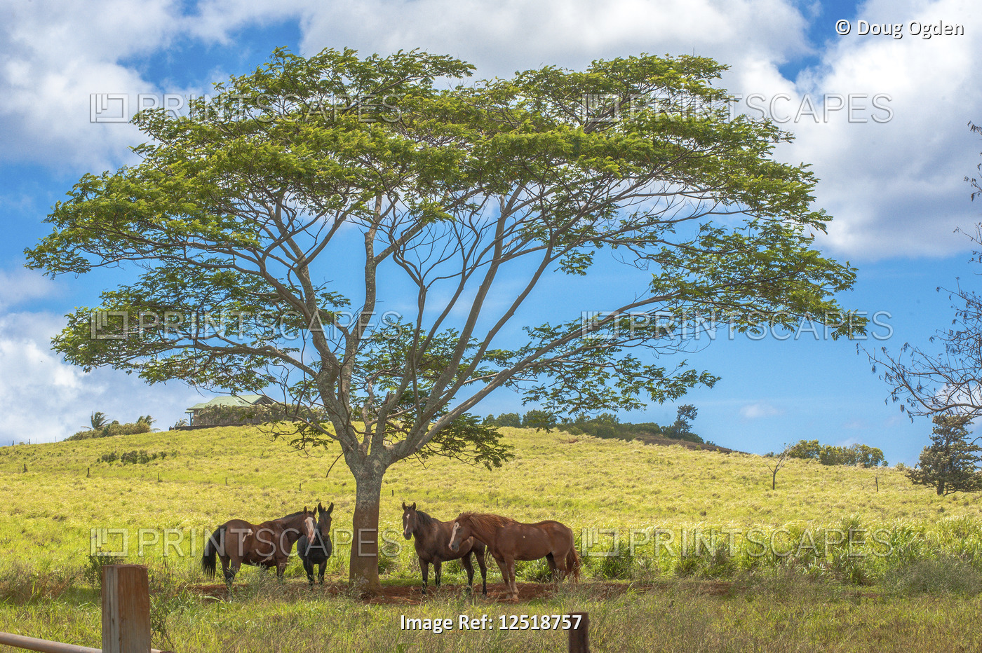 Horses taking shade in the Hawaiian afternoon sun