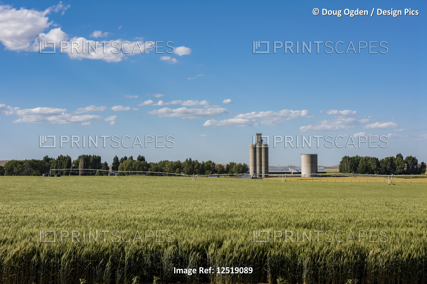 An irrigated barley field in early summer with grain silos in the background, ...