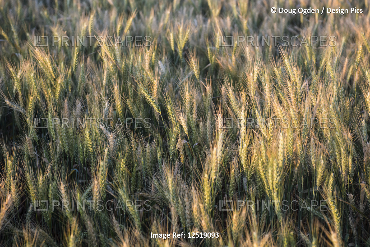 Barley grain ripening in the late afternoon summer sun, Eastern Washington; ...