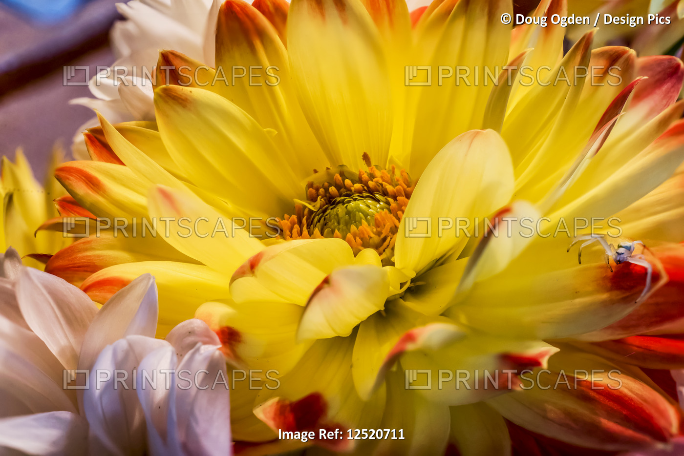 A yellow and red dahlia flower with a white spider on a petal; United States of ...