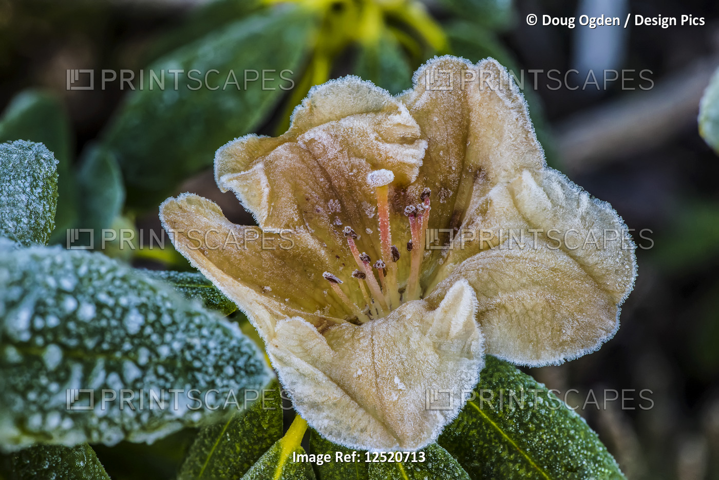 Early blooming yellow rhododendron flower with frost; United States of America