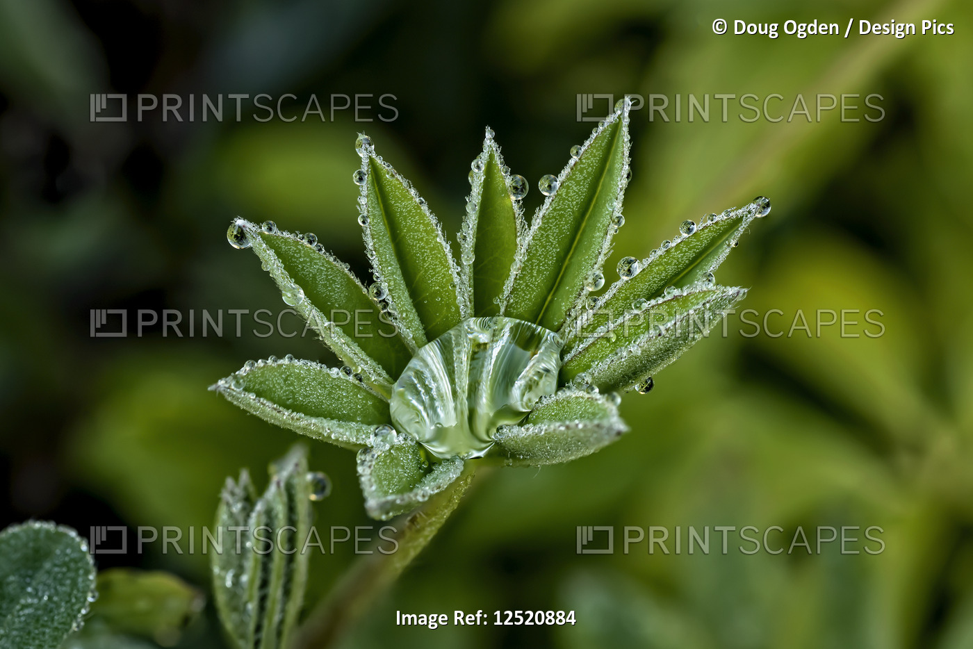 Lupine leaves with dew drops; United States of America
