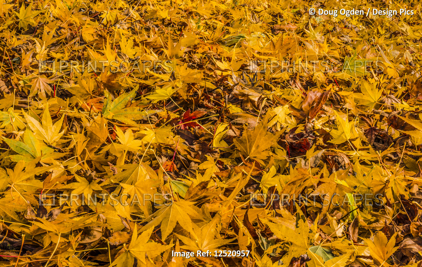 Autumn coloured ornamental leaves on the ground; United States of America
