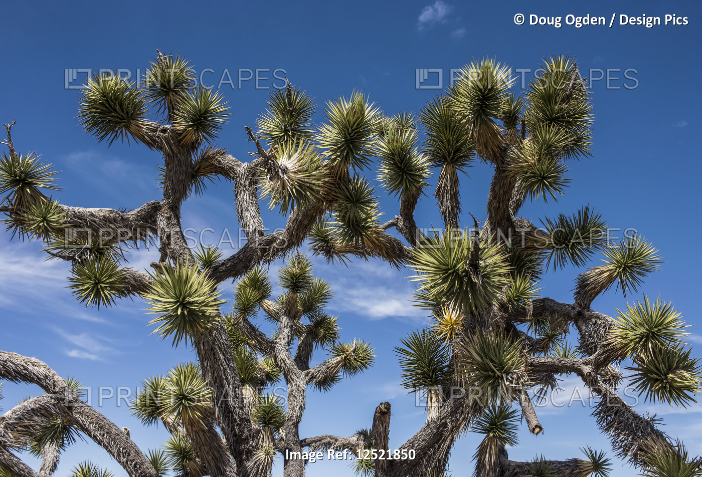 Joshua Tree cactus in the desert; Nevada, United States of America