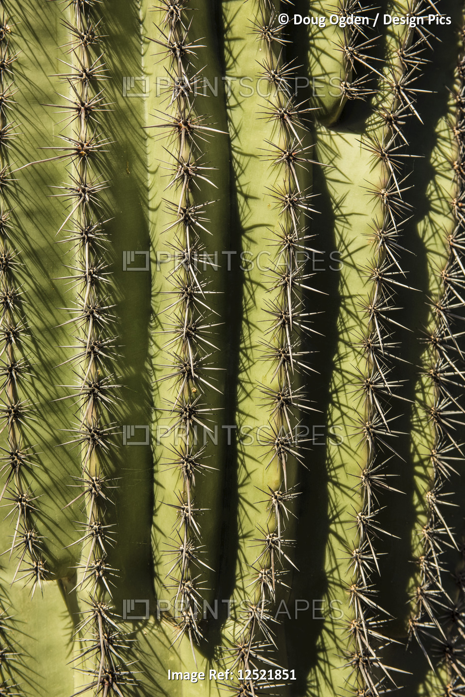 Spines of the Saguaro Cactus
