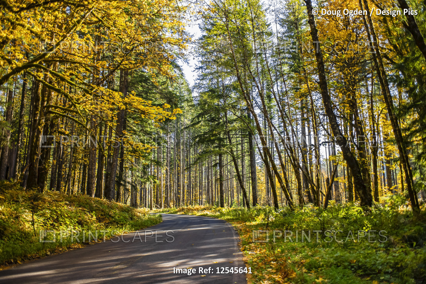 Autumn coloured foliage along a country road, Gifford Pinchot National Forest; ...