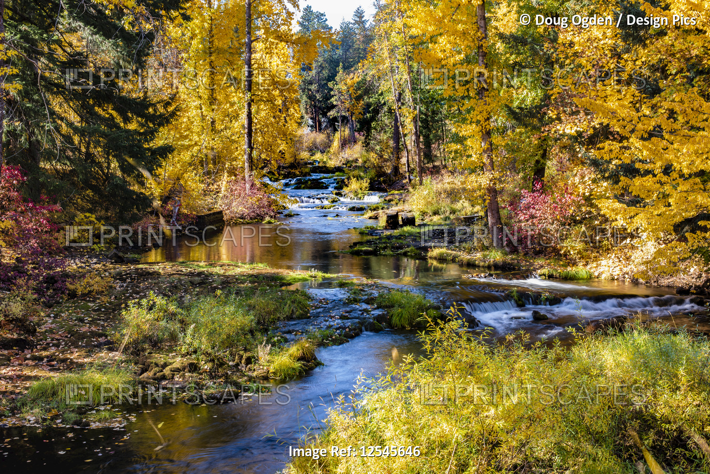 Vibrant autumn coloured foliage along Trout Lake Creek, Mount Adams Recreation ...