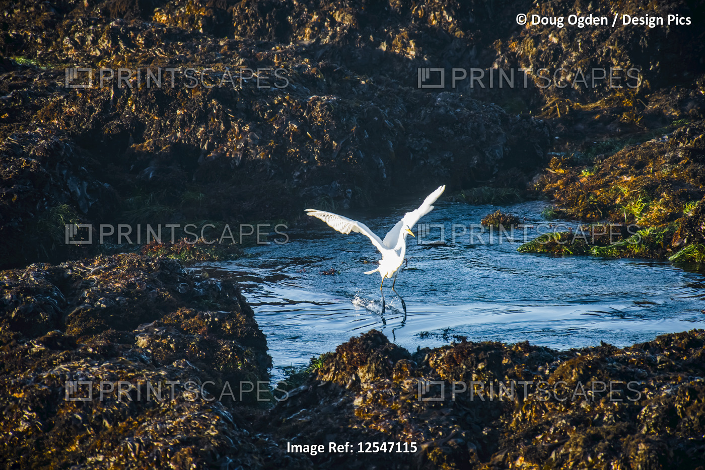 A beautiful Great Egret (Ardea alba) taking flight as it is displaced by a wave ...