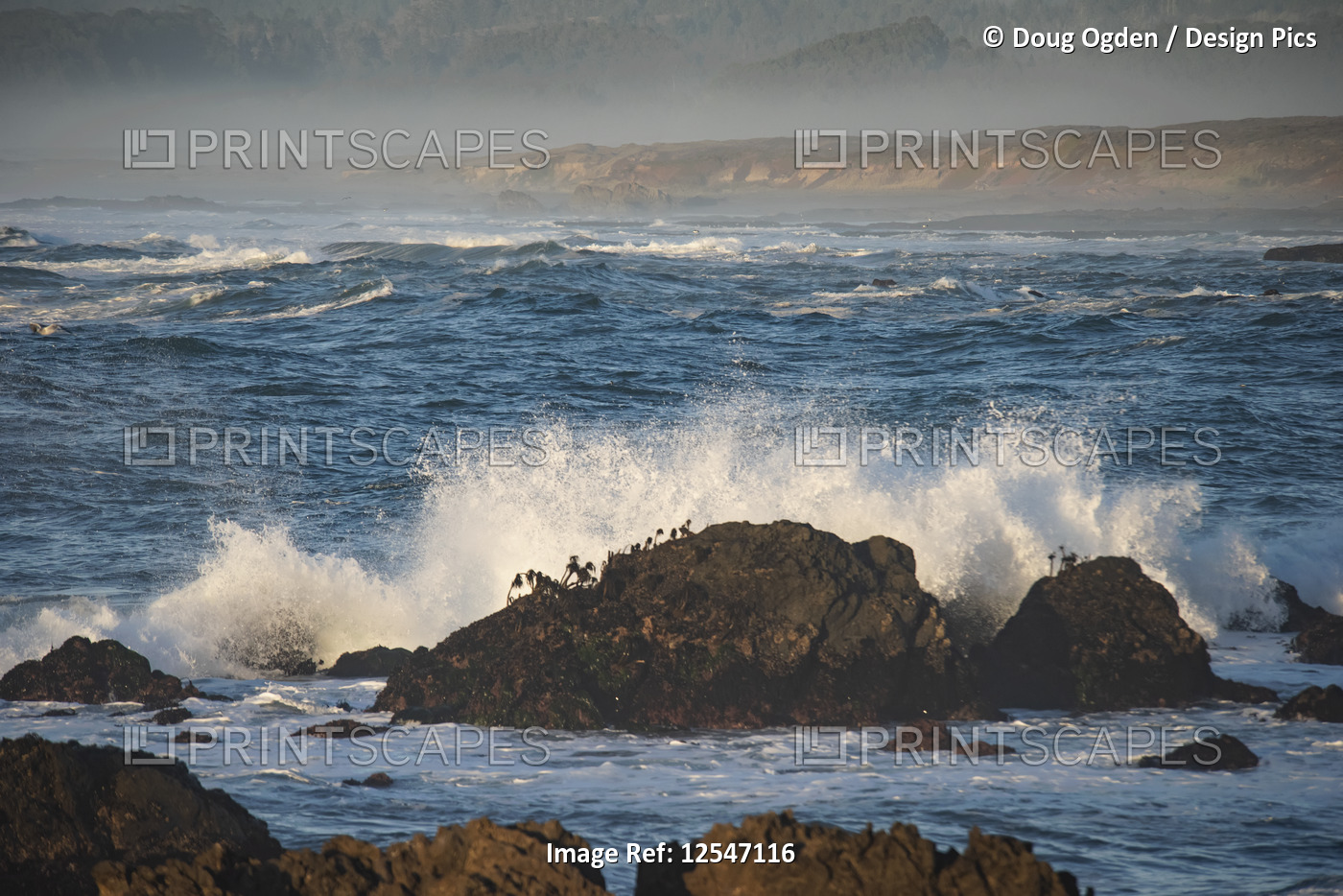 Waves crashing of rocks covered with Sea Palms at Laguna Point, MacKerricher ...