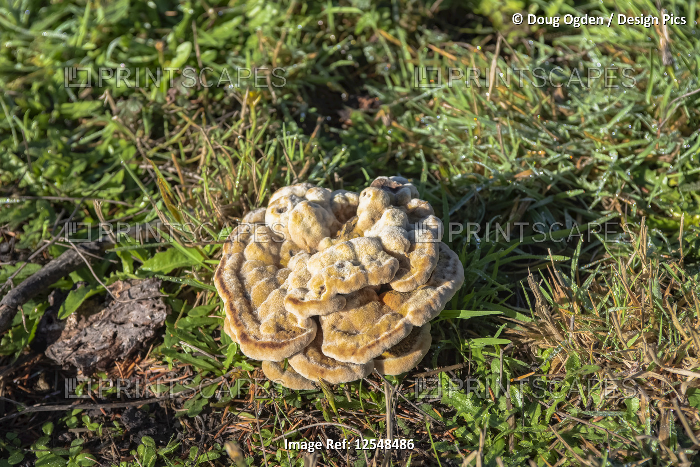 An excellent specimen of a Dyer's Mazegill, or Dyer's Polypore, better known as ...
