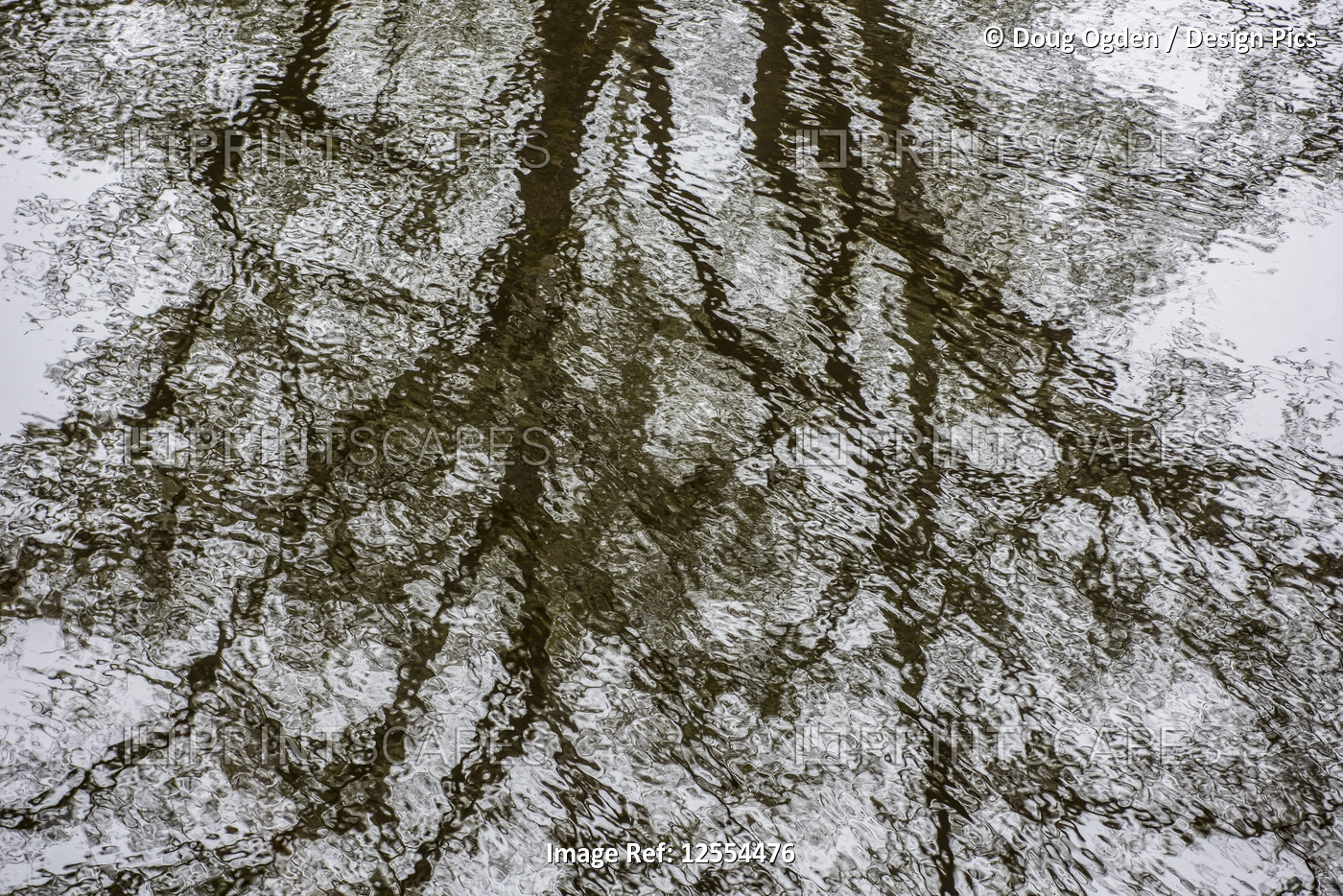 Rippled reflections of a tree on the surface of water; Ocean City, Washington, ...