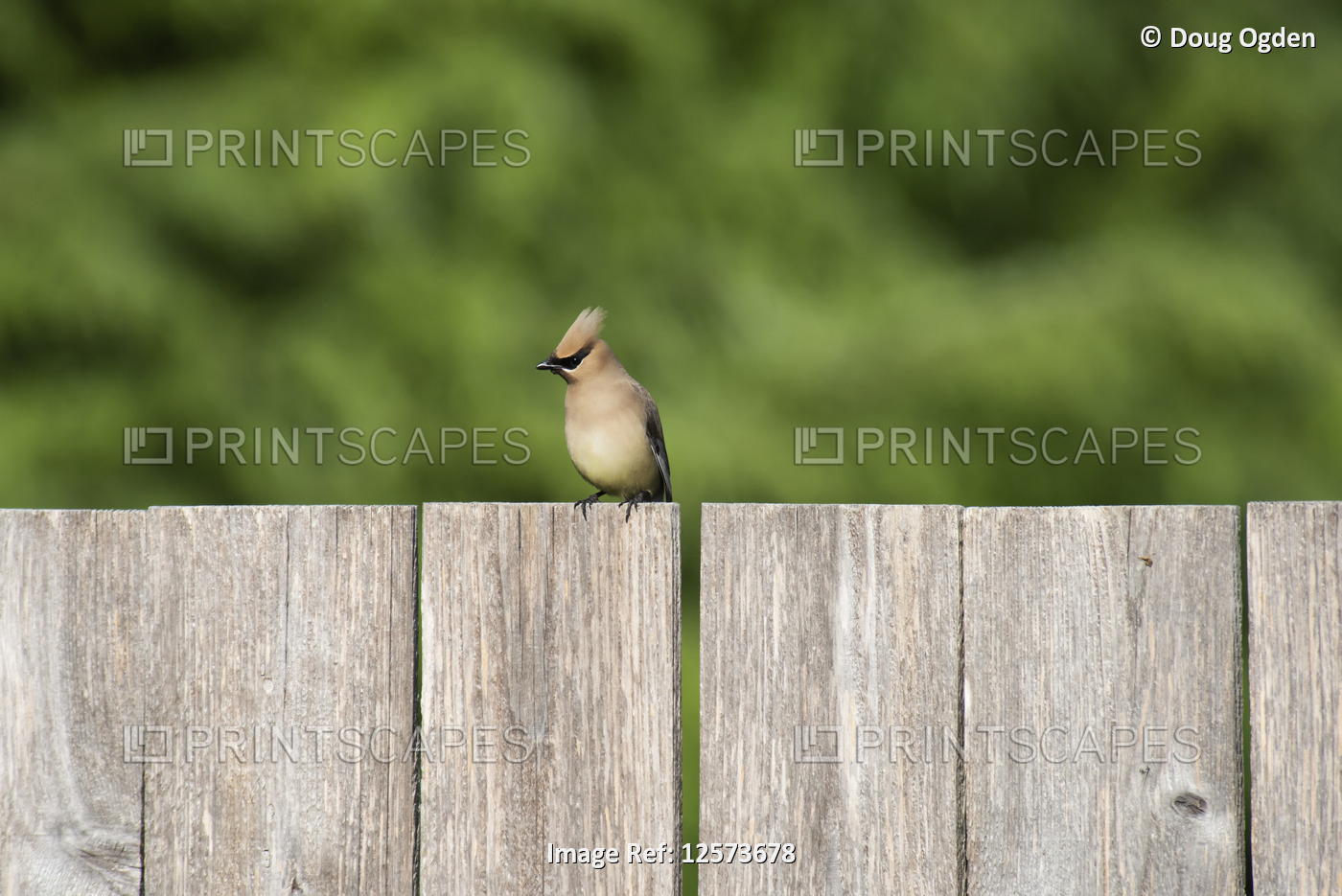 A male Cedar Waxwing  (Bombycilla cedrorum) perched on a fence; Olympia, ...
