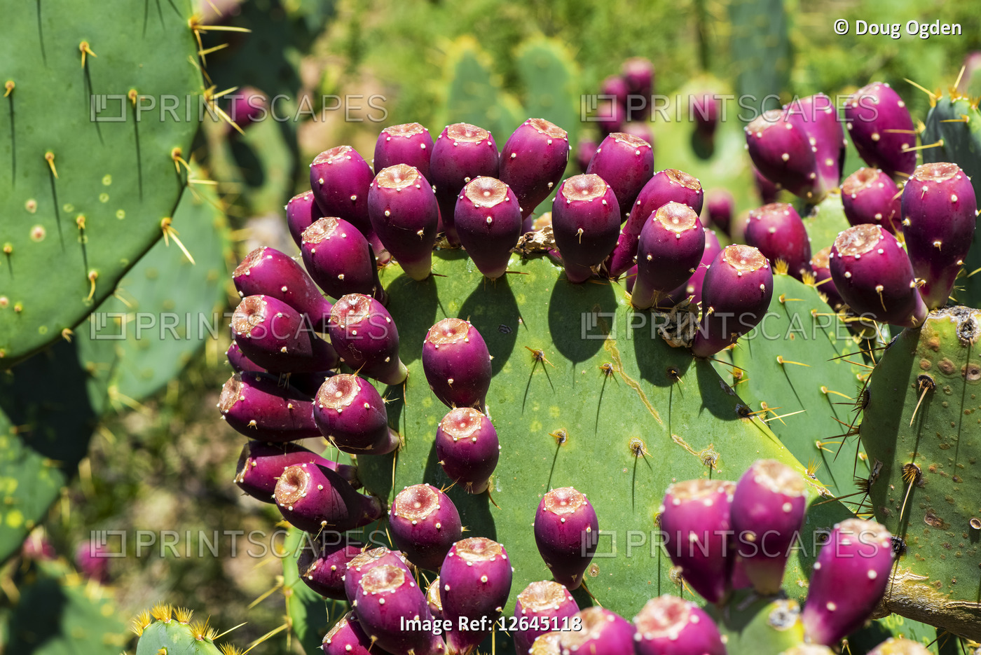 Fruit of the Prickly Pear Cactus (Opuntia); Arizona, United States of America