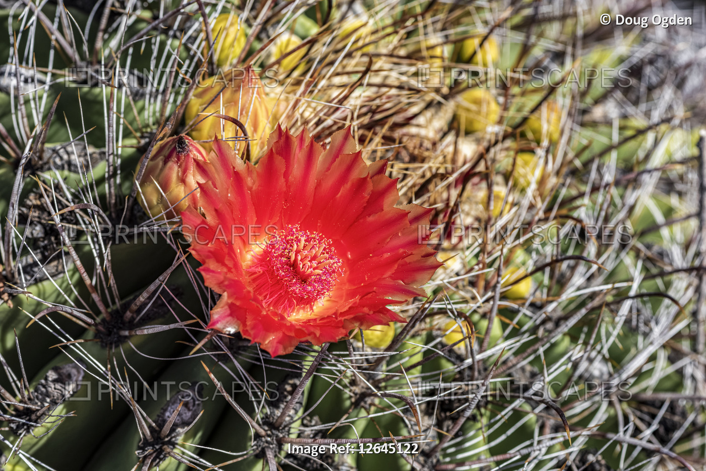 The flower of the Ferocactus, meaning 'fierce or wild cactus', Barrel Cactus; ...