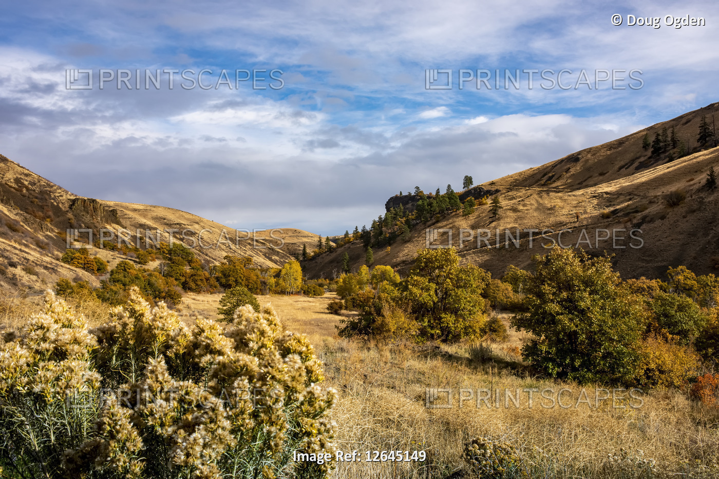 NPK Canyon and autumn colours from Oak Creek Road, Rabbitbrush (Ericameria ...
