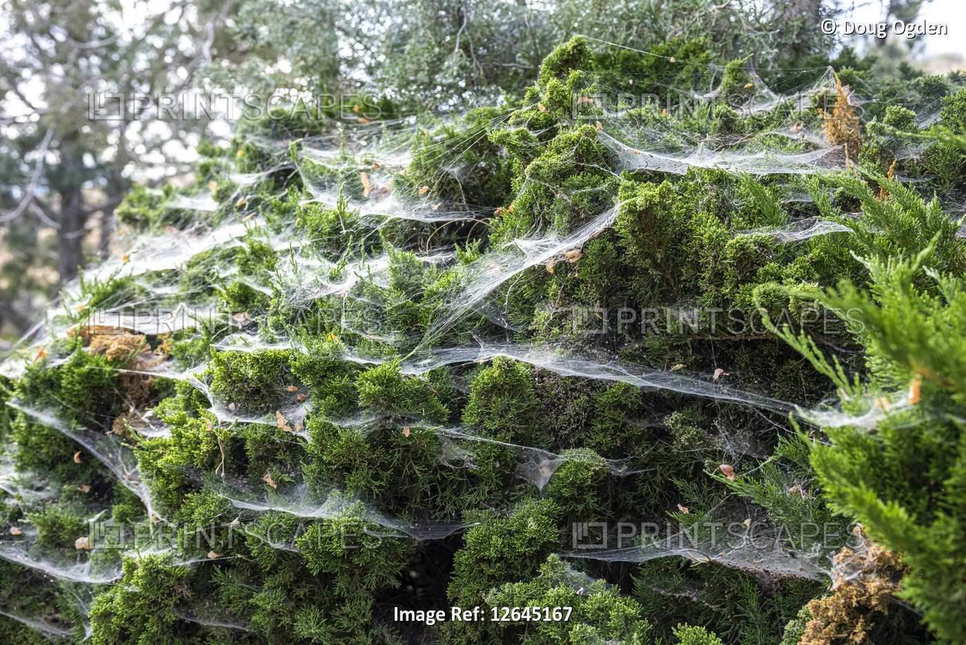 Spider webs covering an evergreen Juniper bush creating a spooky feeling; ...