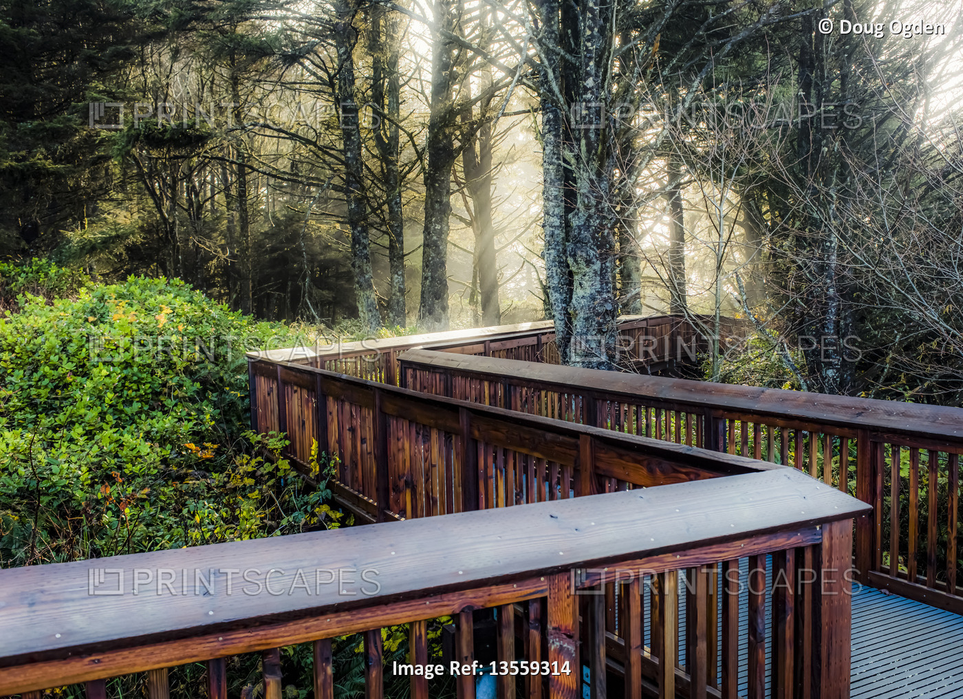 Boardwalk through a forest with the sunrise shining through mist, Cape ...