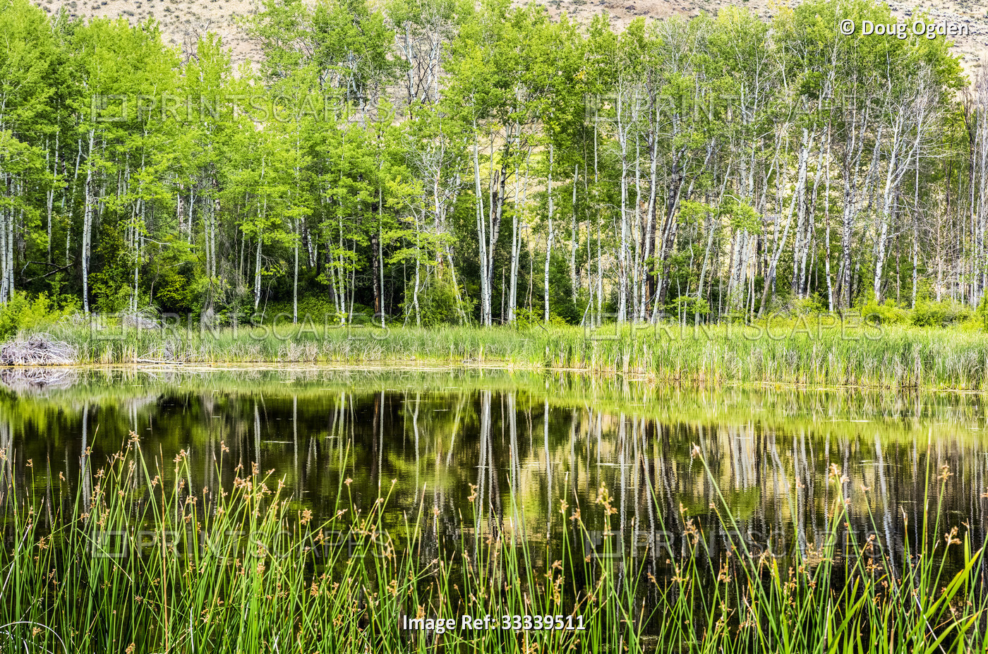 Reflections of birch trees on a calm pond near the town of Winthrip in Eastern ...