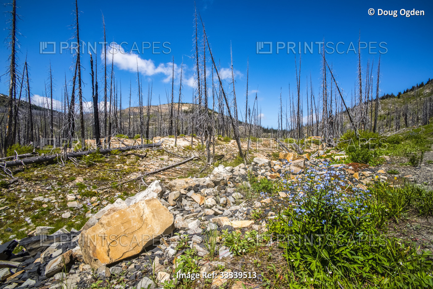 Evidence of the 2017 Diamond Creek Forest Fire just to the North of Mazama ...