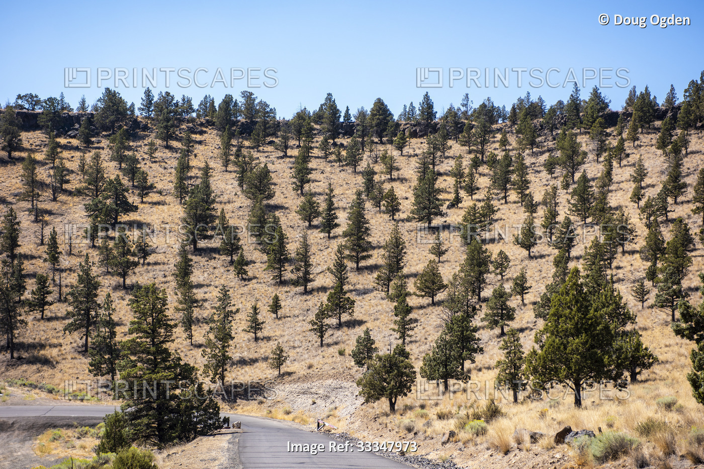 Pine trees dot the hillside in the Ochoco Wayside State Park; Prineville, ...