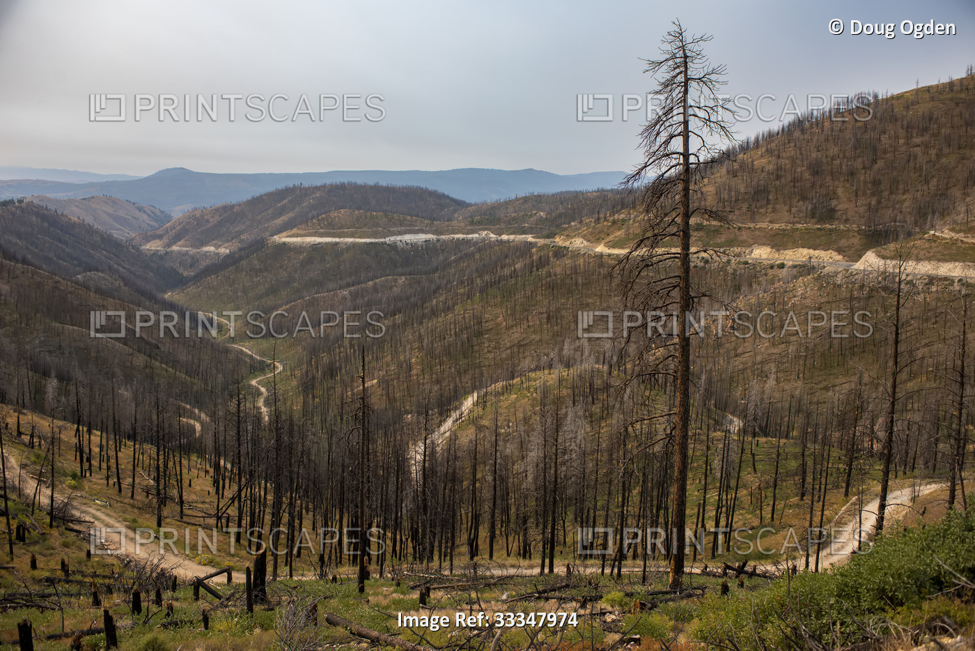 Scenic view of the burnt out trees and aftermath of the Cornet Forest Fire as ...