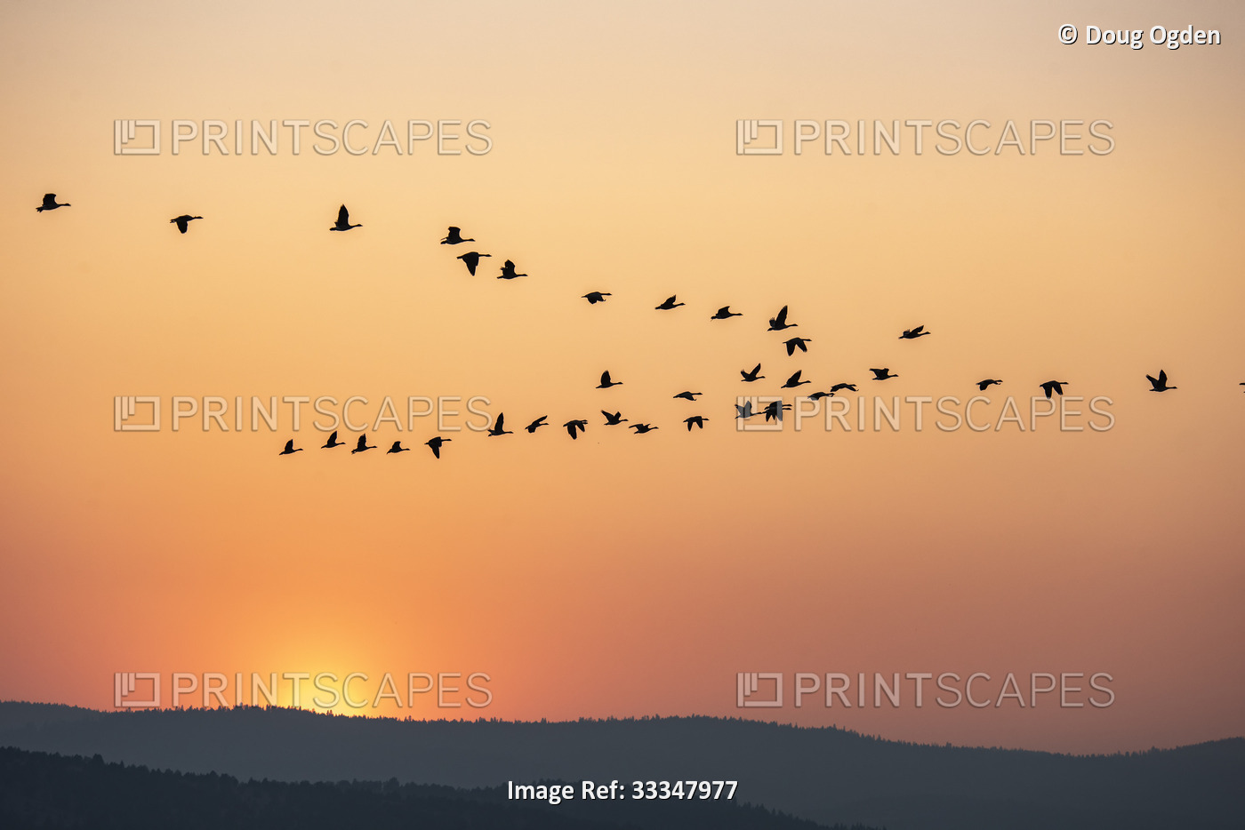Geese fly across the smoky, orange colored sky at sunset over the Unity ...
