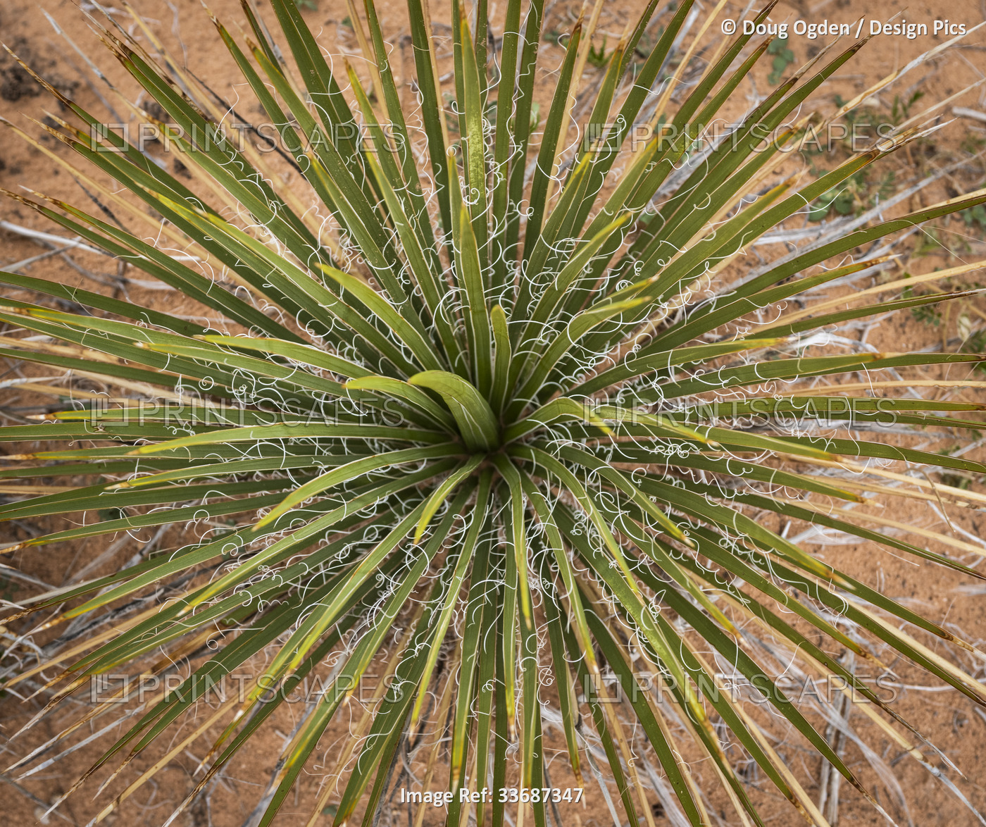 Yucca plant viewed from above, Pothole Point, Canyonlands National Park in ...