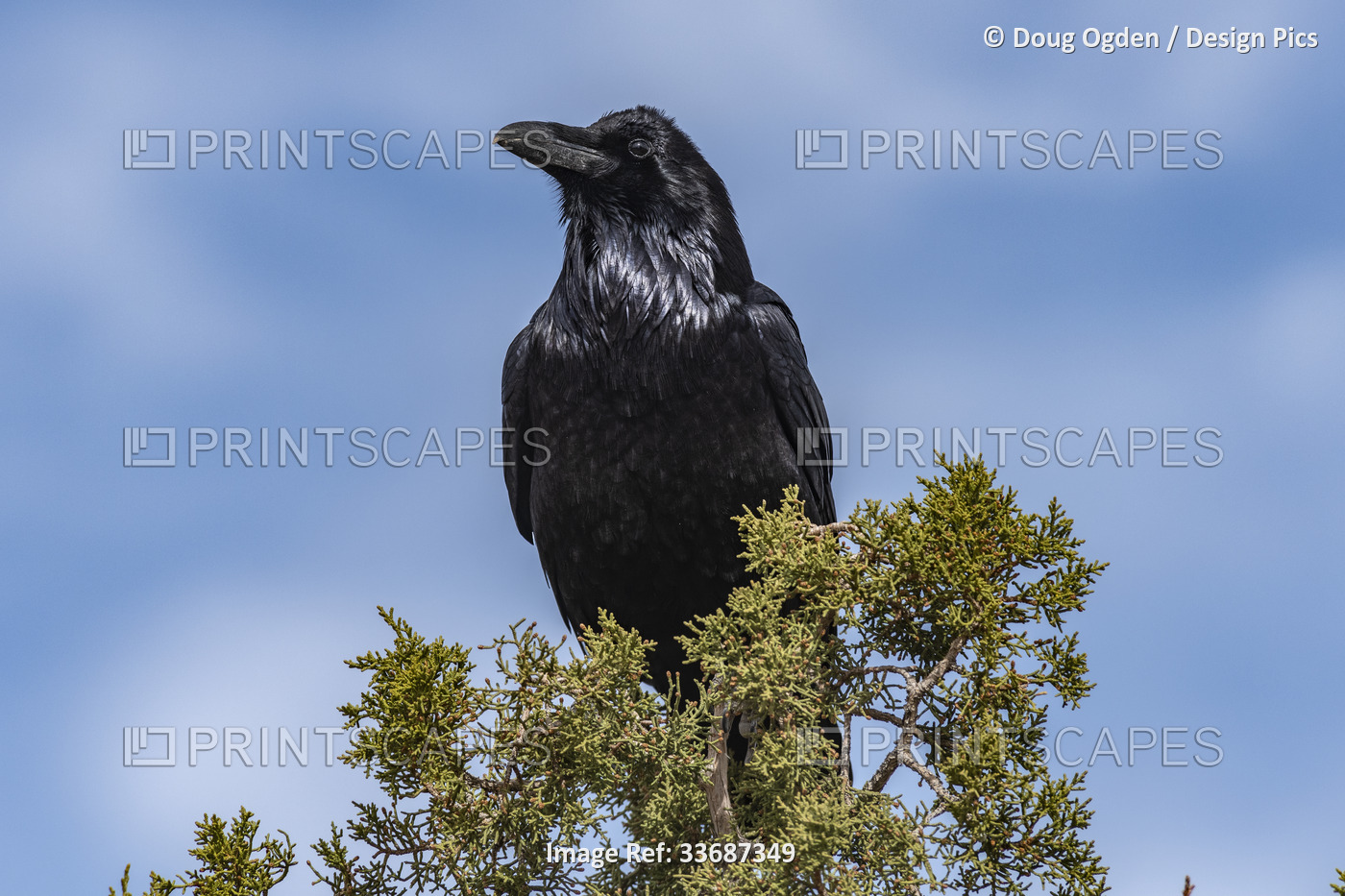 Close-up view of Raven perched in a tree against a blue sky, looking out in ...