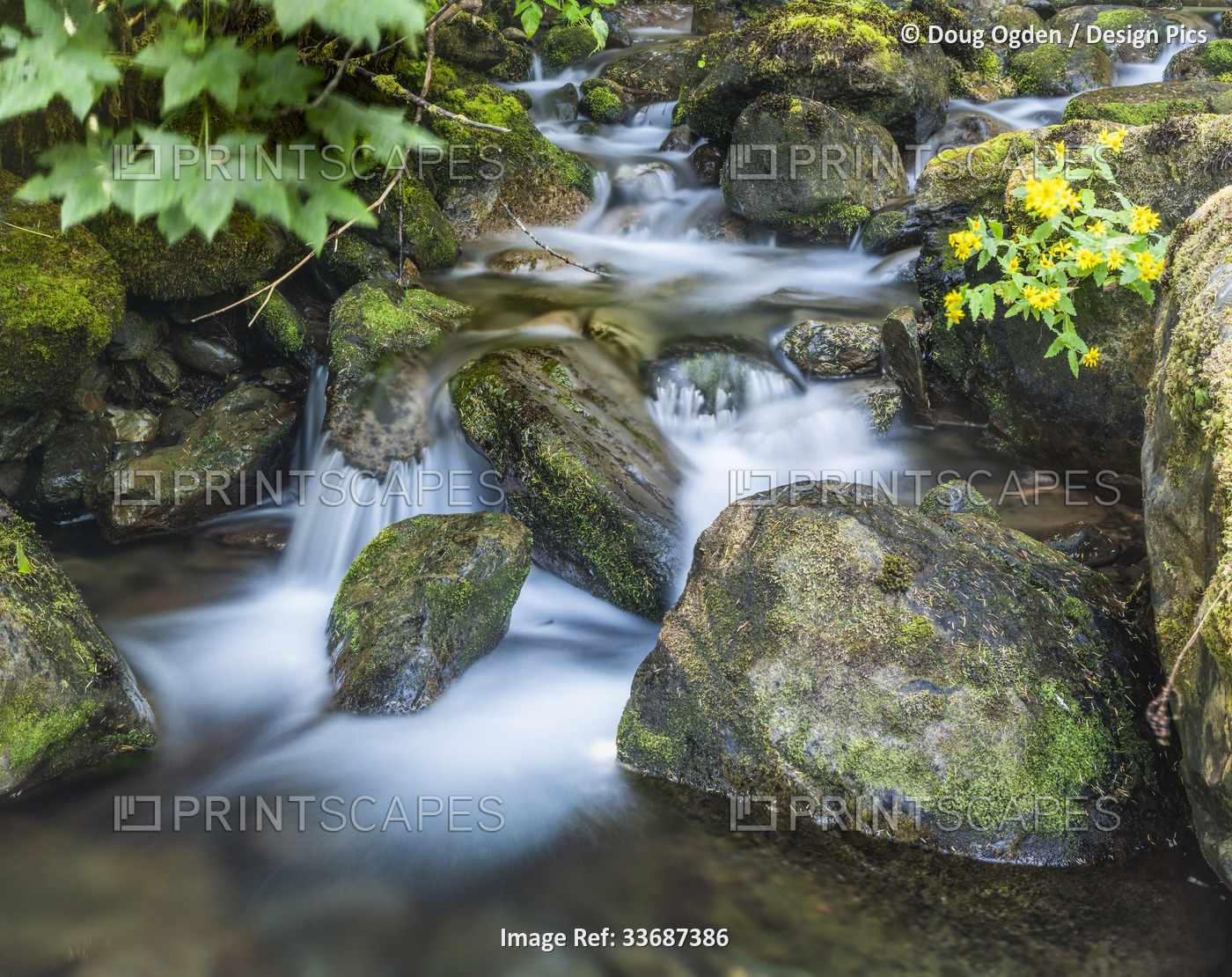 Small waterfall in the Olympic National Forest, Western Washington, USA; ...