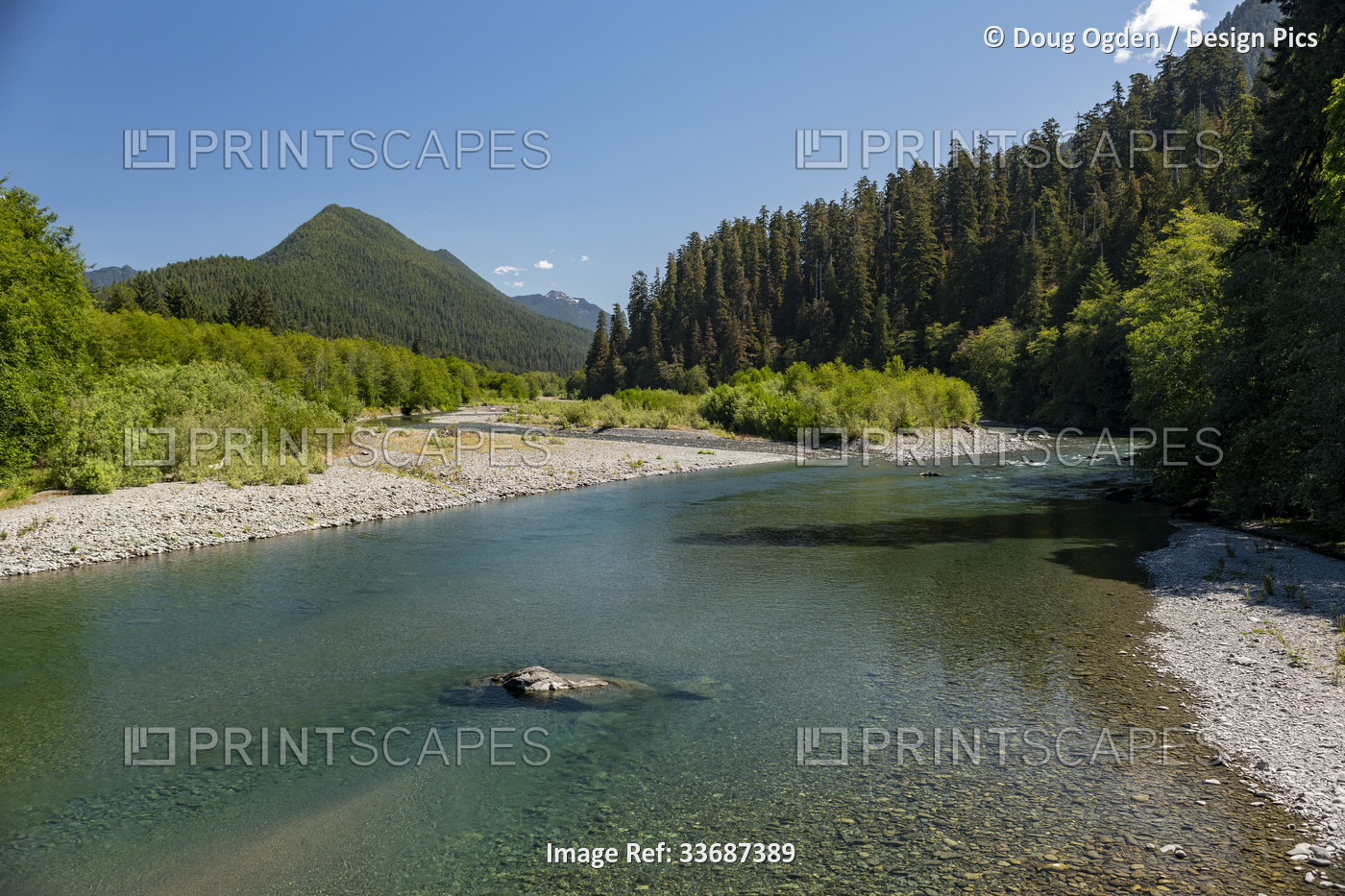 View up the beautiful clear Quinault River in the Olympic National Forest, ...