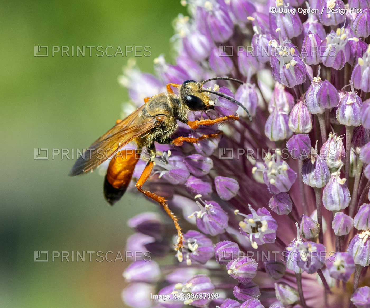 Great Golden Digger Wasp harvesting nectar from an Allium Flower; Olympia, ...