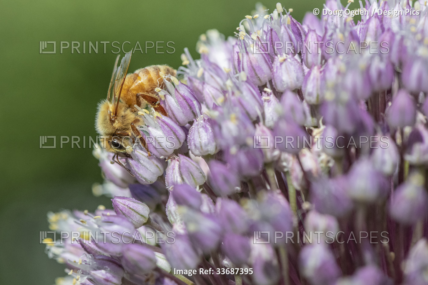 Honey Bee harvesting nectar from an Allium Flower; Olympia, Washington, United ...