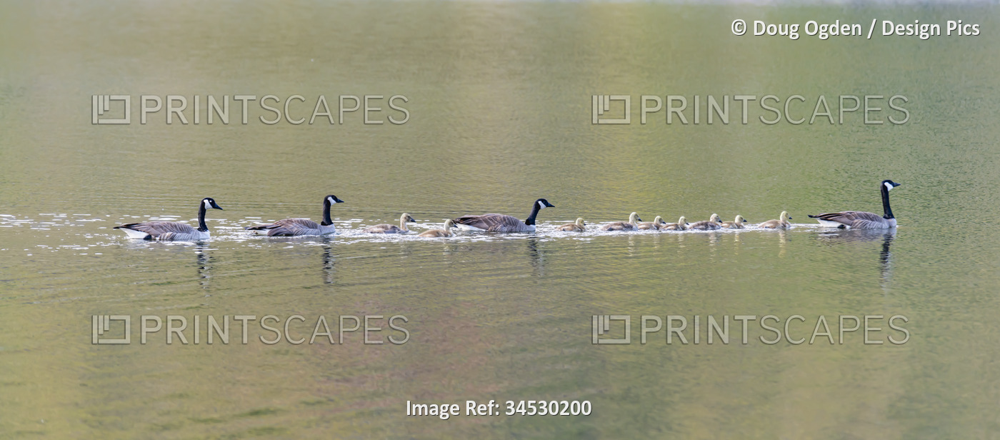 Canada Geese (Branta canadensis) and goslings crossing the tranquil water of ...