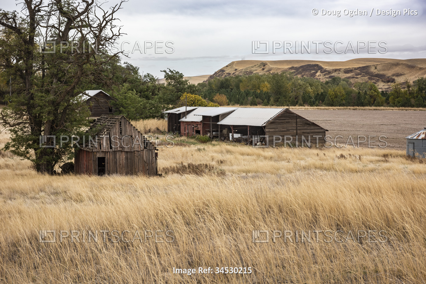 Abandoned barn and outbuildings in Eastern Washington, USA; Prescott, ...